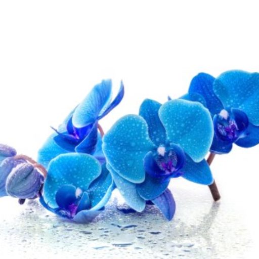 tratamiento-de-belleza-concentrado-de-orquidea-azul-errenteria